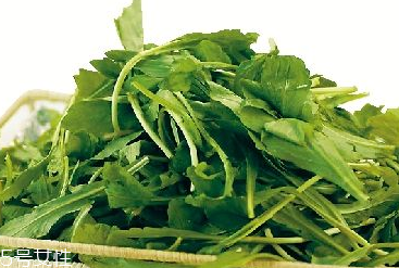 馬蘭頭是馬齒莧嗎？馬蘭頭和馬齒莧的區(qū)別