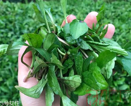 馬蘭頭和蝦能一起吃嗎？馬蘭頭和蝦能一起吃