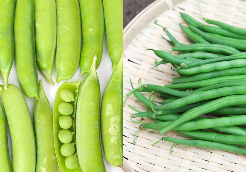 不同的豆類有哪些營養(yǎng)物質 不同豆類補充什么營養(yǎng)