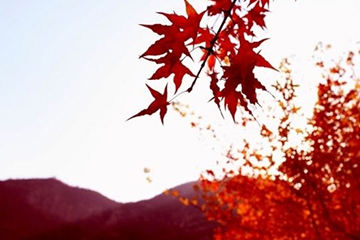 楓葉紅發(fā)色會(huì)不會(huì)太紅？楓葉紅發(fā)色日常嗎