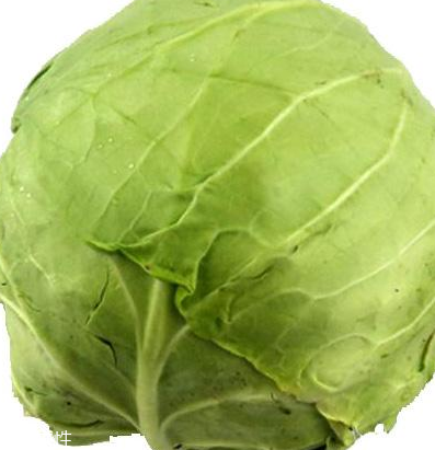 牛心菜怎么種植？牛心菜能種嗎？