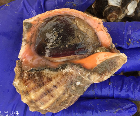 海螺開水還是冷水下鍋？海螺冷水還是熱水煮？