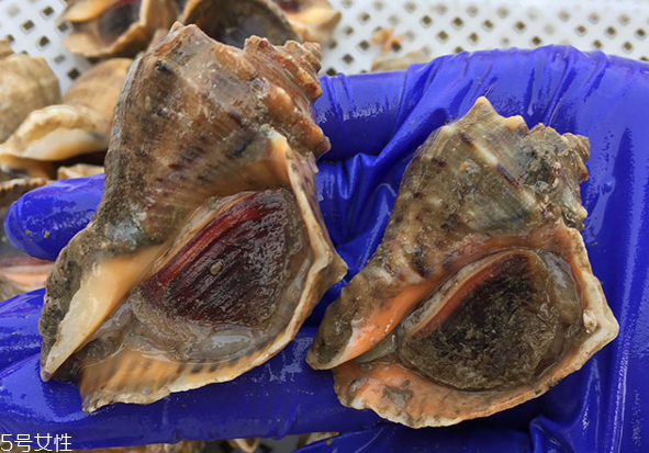 海螺開水還是冷水下鍋？海螺冷水還是熱水煮？