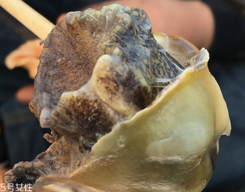 海螺可以隔夜吃嗎？海螺煮熟隔夜能吃嗎？