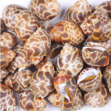 海螺能活幾天？海螺無(wú)水可以活幾天？
