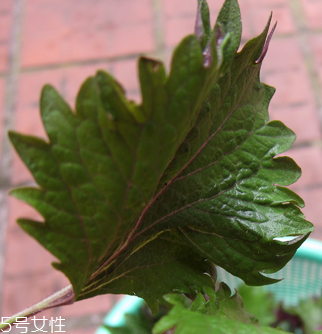 紫蘇葉能做成干紫蘇葉嗎？紫蘇葉怎么做成干紫蘇葉呢？