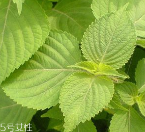 紫蘇葉是熱性的嗎？紫蘇葉是寒性的嗎？