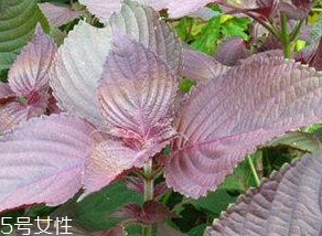 紫蘇葉能治感冒嗎？紫蘇葉能治感冒