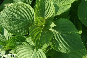 紫蘇葉能治感冒嗎？紫蘇葉能治感冒