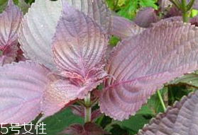紫蘇葉的形態(tài)特征 紫蘇葉的外形是什么樣？