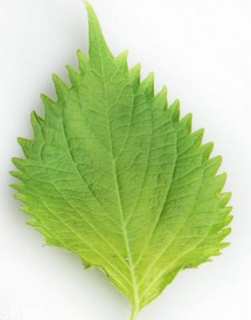 紫蘇葉的形態(tài)特征 紫蘇葉的外形是什么樣？