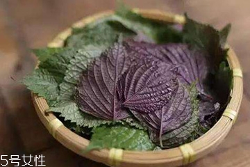 紫蘇葉吃了會上火嗎？紫蘇葉吃了不會上火