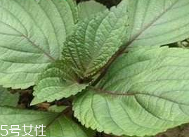 紫蘇葉能吃嗎？紫蘇葉好吃嗎？