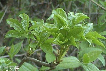 刺五加能做菜嗎？刺五加怎么做菜？