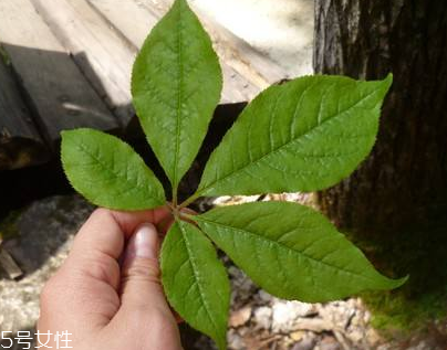 刺五加能做菜嗎？刺五加怎么做菜？