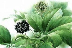 刺五加能做菜嗎？刺五加怎么做菜？