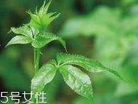 刺五加和枸杞泡水好嗎？刺五加能和枸杞泡水嗎？