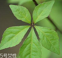 刺五加能給孕婦吃嗎？孕婦能吃刺五加嗎？