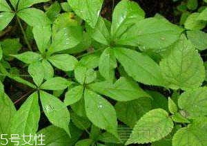 刺五加和谷維生素能一起吃嗎？