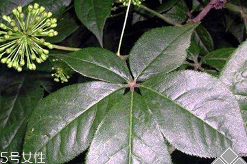 刺五加經(jīng)常喝會(huì)怎樣？刺五加能天天喝嗎？