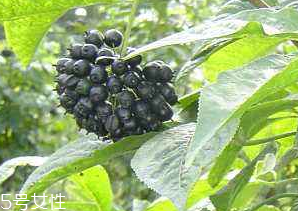 刺五加經(jīng)常喝會(huì)怎樣？刺五加能天天喝嗎？