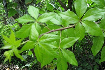 刺五加對肝病有好處嗎？