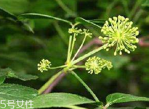 刺五加什么季節(jié)吃好？刺五加春天吃好
