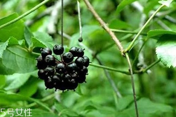 刺五加怎么吃？刺五加有什么用？