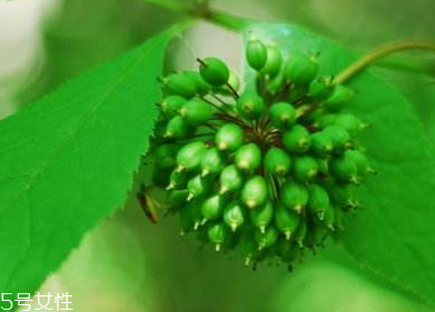 刺五加能不能做餃子餡？刺五加怎么做餃子餡？