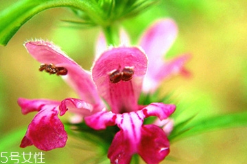 益母草和新生化顆?？梢砸黄鸷葐?></p><h3>益母草是什么時(shí)候喝</h3><p>益母草的主要功效是活血、祛淤、調(diào)經(jīng)、消水。性味是發(fā)寒的，在月經(jīng)期間基本上是不建議吃的，如果你本身月經(jīng)量少，可以酌情在經(jīng)期前喝一點(diǎn)，紅糖水也是可以喝的，經(jīng)期則是最好不要服用任何藥物，經(jīng)期前后注意保暖,少食用生冷食物。</p><p style=