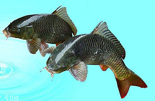 鯉魚(yú)是發(fā)物嗎 發(fā)物中的發(fā)物