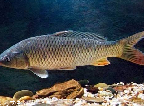 鯉魚(yú)是發(fā)物嗎 發(fā)物中的發(fā)物