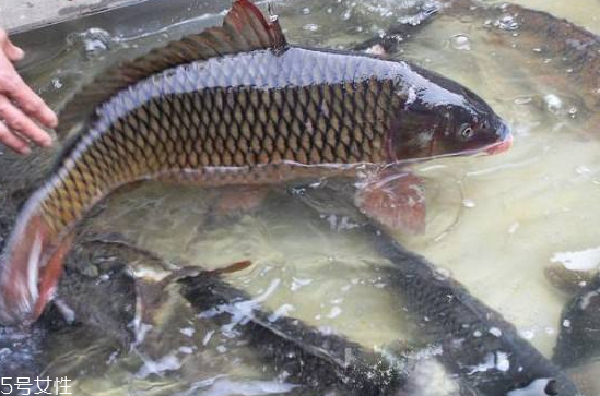 鯉魚(yú)是發(fā)物嗎 發(fā)物中的發(fā)物