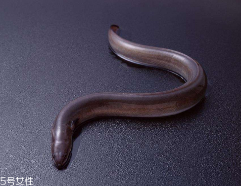 鰻魚為什么那么貴 因?yàn)闋I養(yǎng)價值高