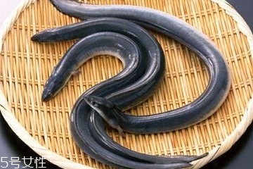 鰻魚(yú)孕婦能吃嗎 吃了好處多多