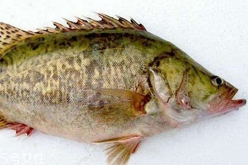 桂魚(yú)為什么那么貴 物以稀為貴