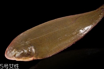 龍利魚(yú)為什么不能吃 新鮮才好吃