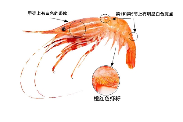 牡丹蝦產自哪里 主要來自于2個產區(qū)