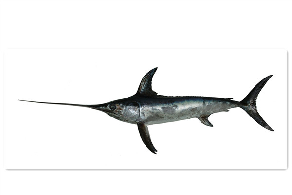 旗魚(yú)有多少種 常見(jiàn)旗魚(yú)種類介紹
