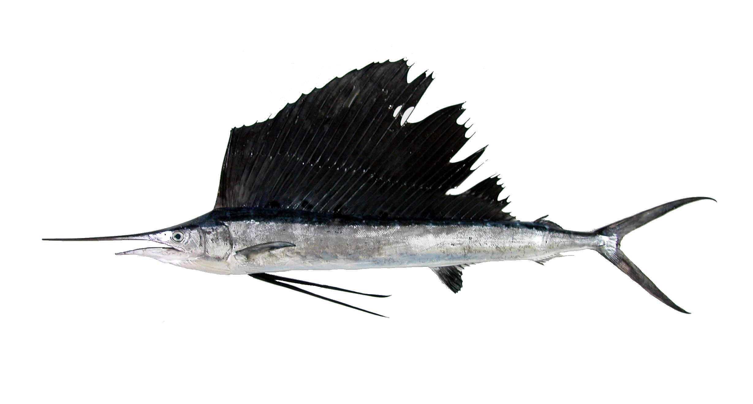 旗魚(yú)有多少種 常見(jiàn)旗魚(yú)種類介紹