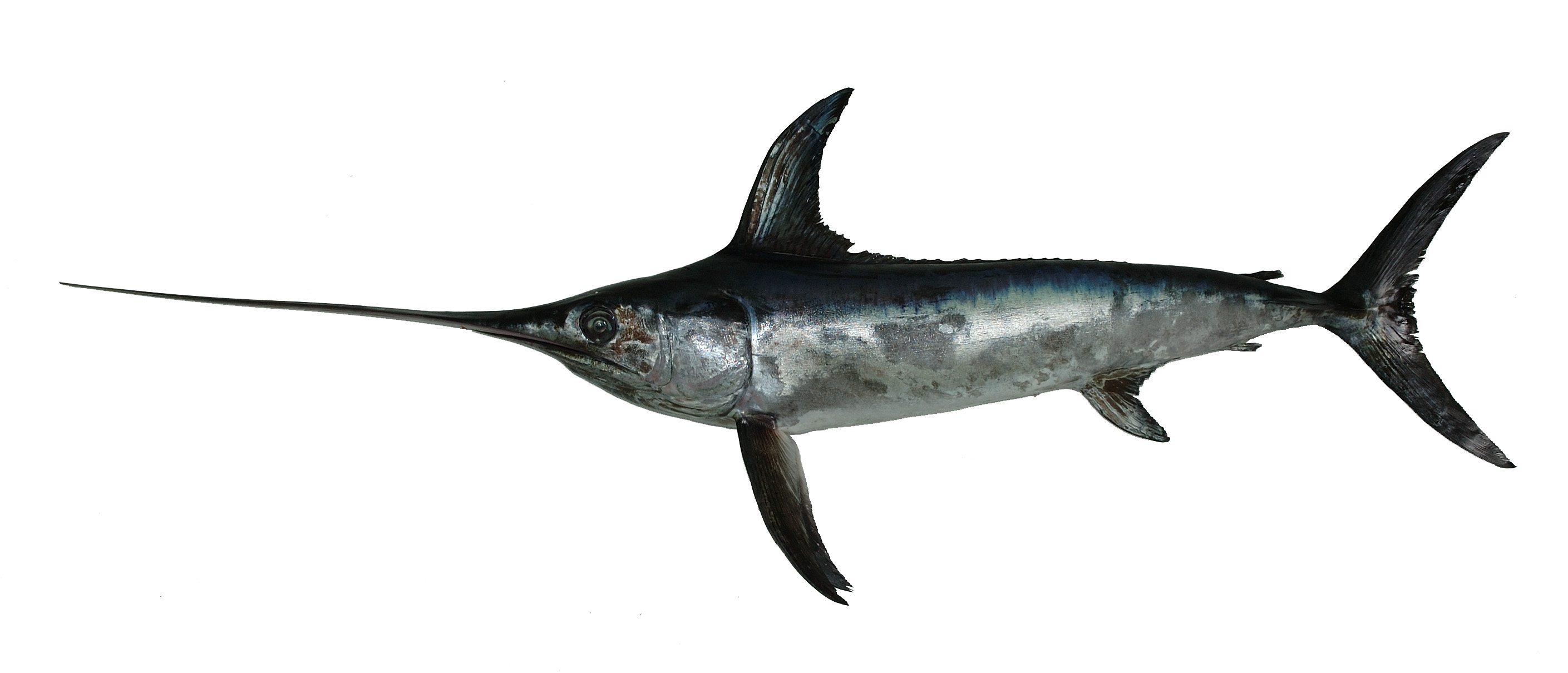 旗魚(yú)有多少種 常見(jiàn)旗魚(yú)種類介紹