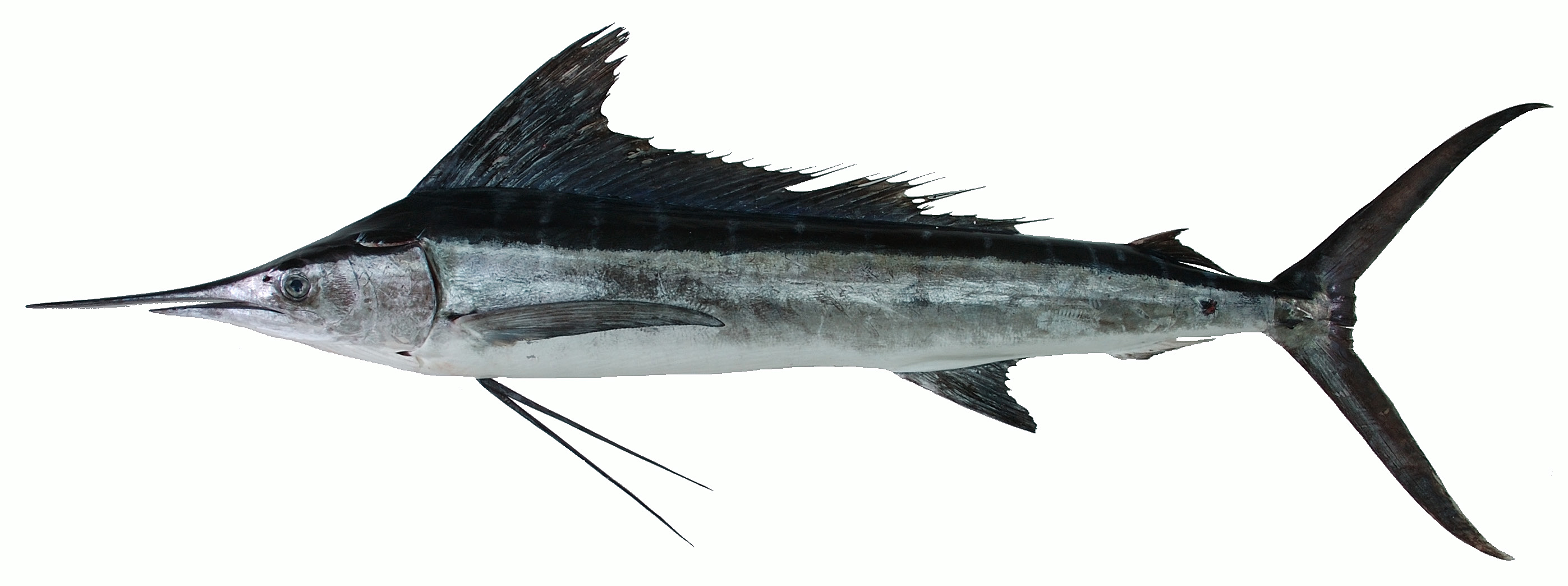 旗魚(yú)有多少種 常見(jiàn)旗魚(yú)種類介紹