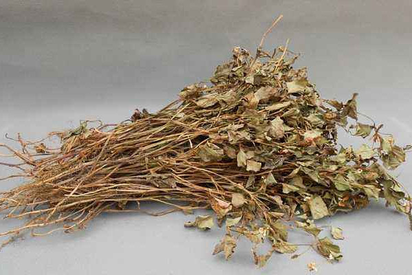 折耳根可以泡腳嗎？新鮮還是干的折耳根用量需適宜