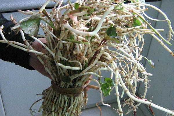 野生折耳根哪里能挖到？一次食用需控制在這個量