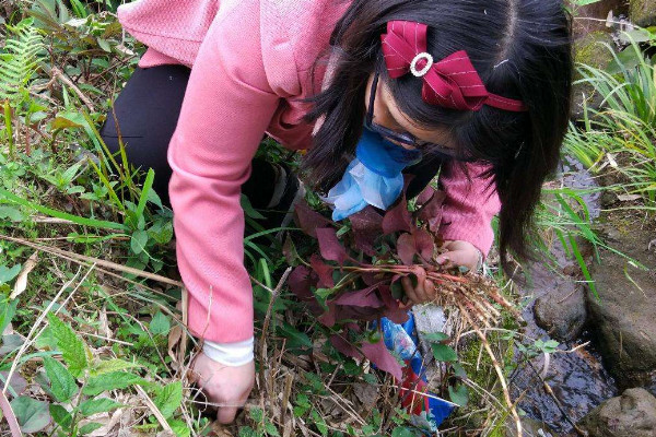 野生折耳根哪里能挖到？一次食用需控制在這個量