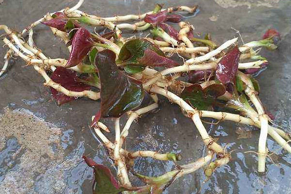 野生折耳根哪里能挖到？一次食用需控制在這個量