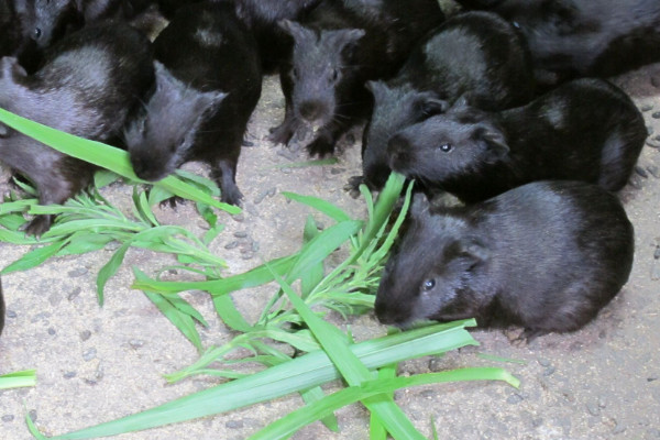 黑豚是什么動物？國家允許養(yǎng)殖的野生動物