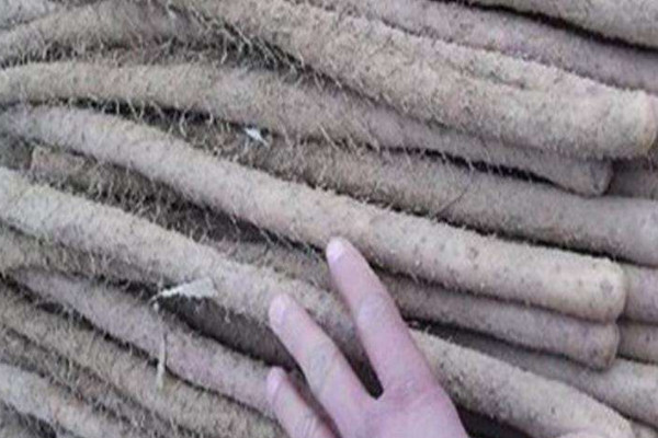雞皮糙山藥是脆的還是面的？買山藥不僅看表面還得看須毛