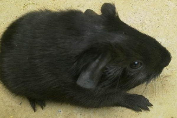 黑豚是什么動物？國家允許養(yǎng)殖的野生動物