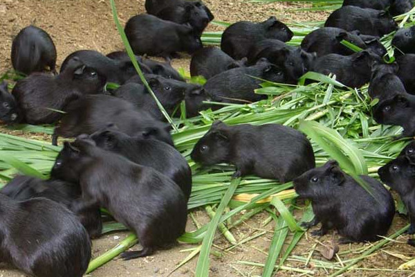 黑豚是什么動物？國家允許養(yǎng)殖的野生動物